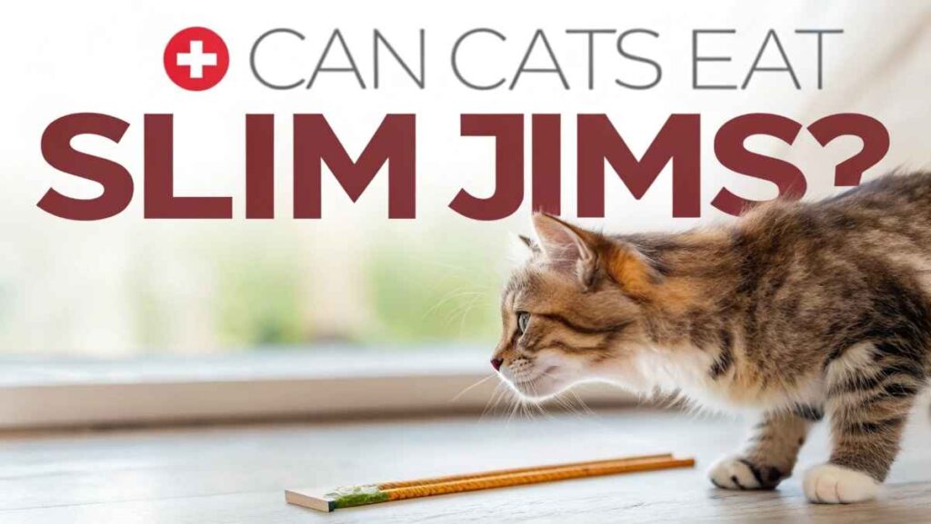 Can Cats Eat Slim Jims