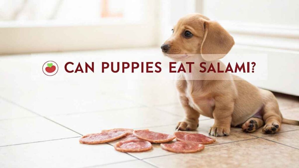 Can Puppies Eat Salami?