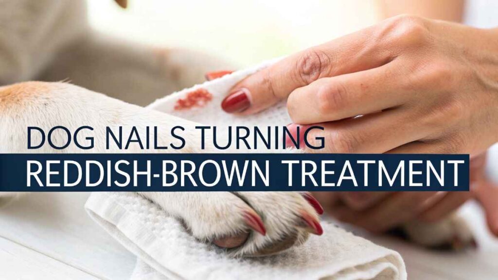 Dog Nails Turning Reddish-Brown Treatment