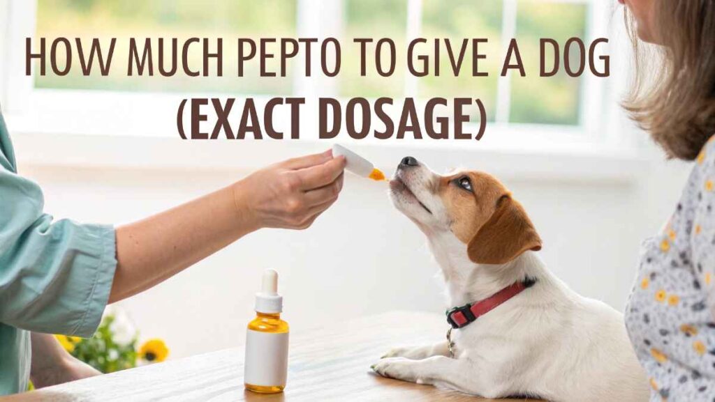 How Much Pepto To Give A Dog (Exact Dosage)