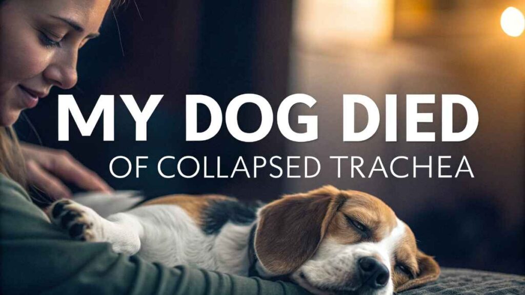 My Dog Died Of Collapsed Trachea