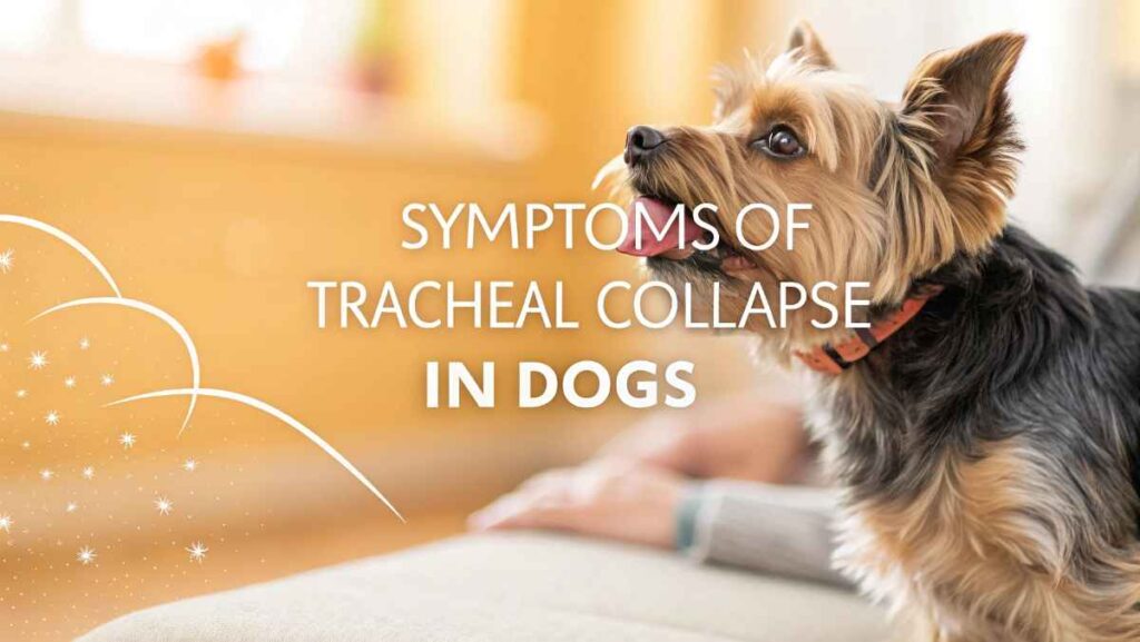 Symptoms of Tracheal Collapse in Dogs