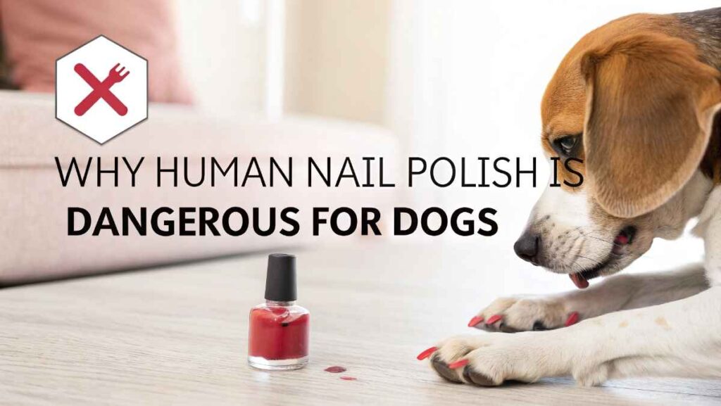 Why Human Nail Polish Is Dangerous for Dogs