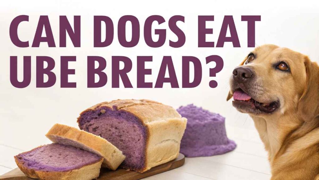 Can Dogs Eat Ube Bread?