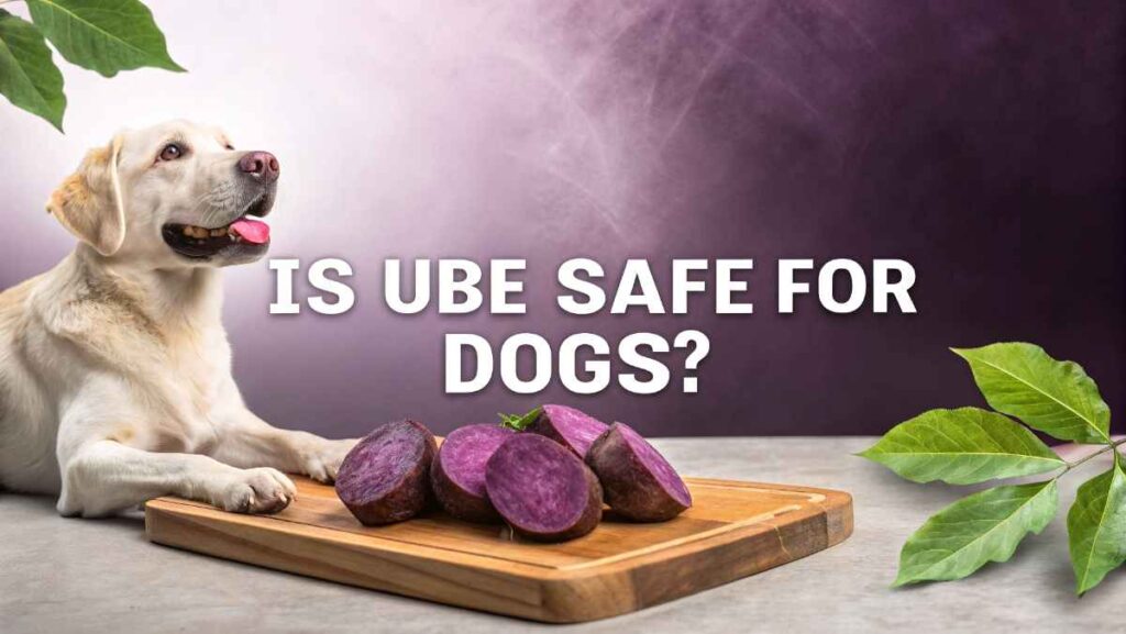 Is Ube Safe for Dogs?