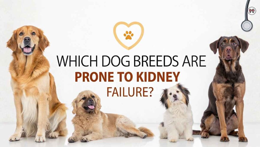 Which Dog Breeds Are Prone to Kidney Failure?