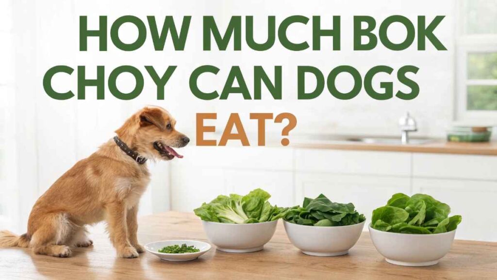 How Much Bok Choy Can Dogs Eat?