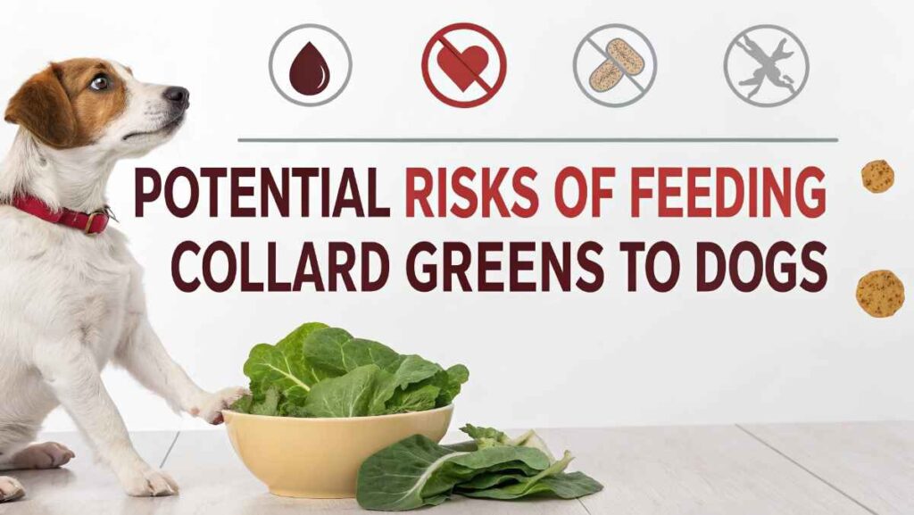 Potential Risks of Feeding Collard Greens to Dogs